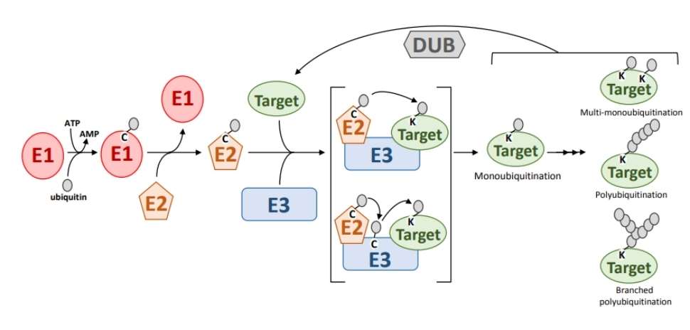 Advancements in Protein Methylation Research